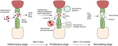 Comparison of Tendon Development Versus Tendon Healing and Regeneration